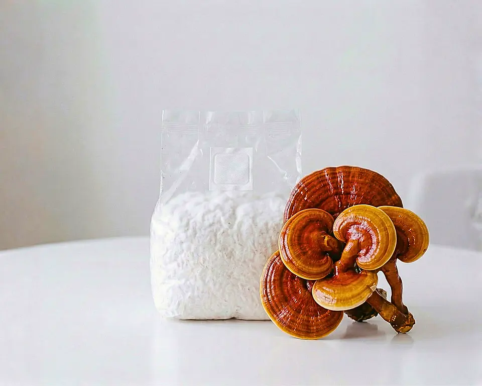 Micelio de Reishi (Ganoderma Lucidum)  1