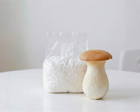 Micelio Hongo Ostra Rey (Pleurotus Erygnii)