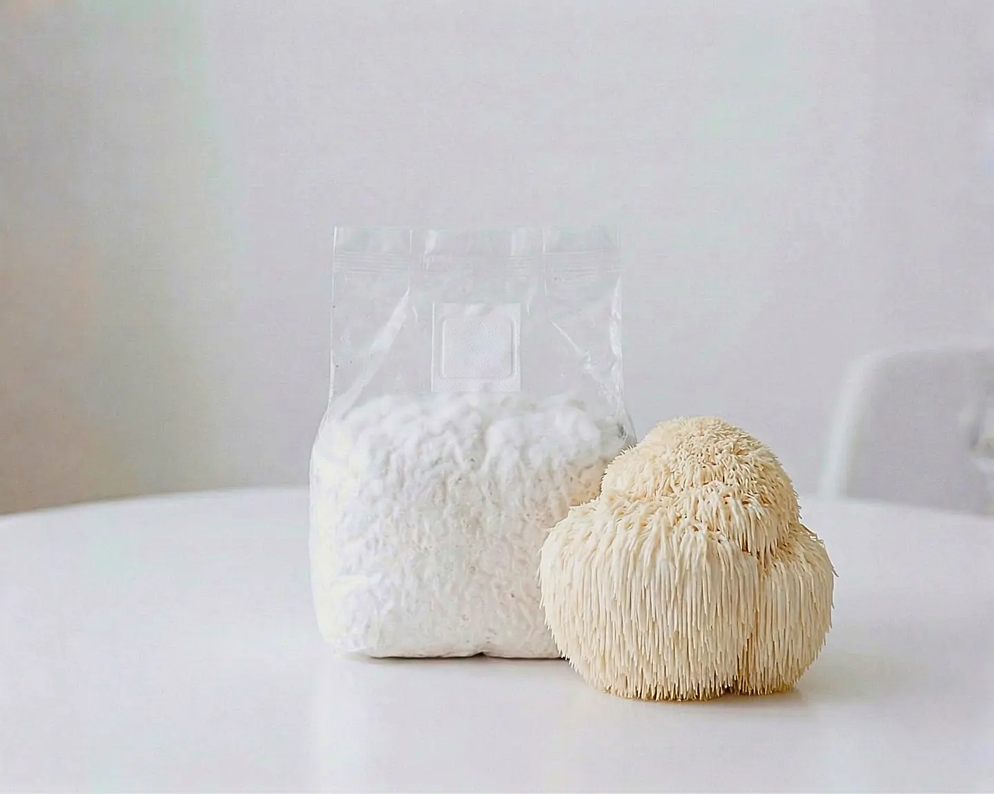 Micelio de Melena de León ( Hericium Erinaceus) 1