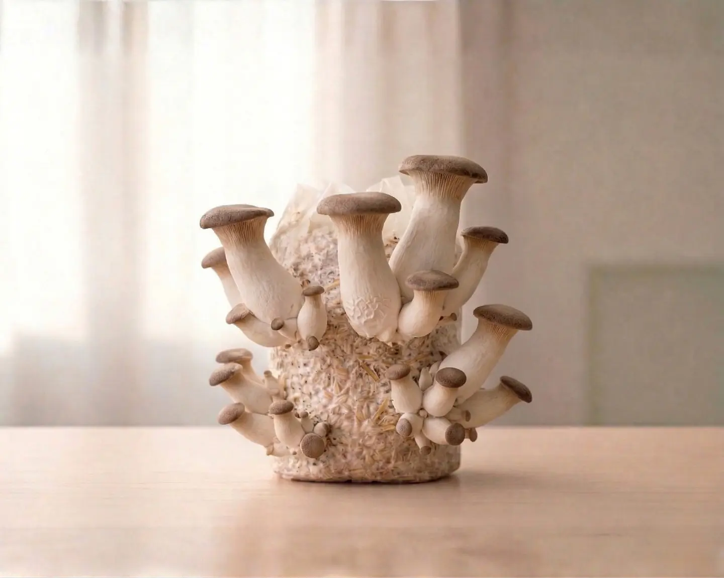 Kit de Autocultivo de Hongos Ostra Rey 1