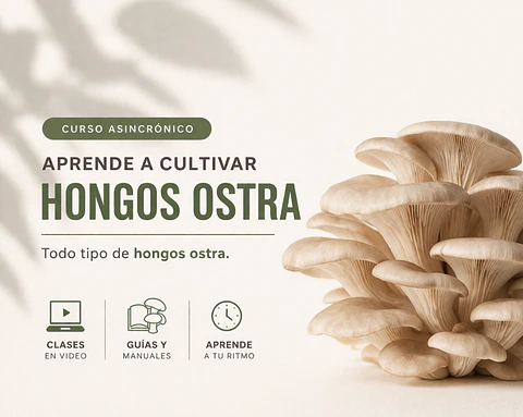 Curso Cultivo de Hongos Ostra (Asincrónico)