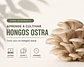 Curso Cultivo de Hongos Ostra (Asincrónico) - Miniatura 1