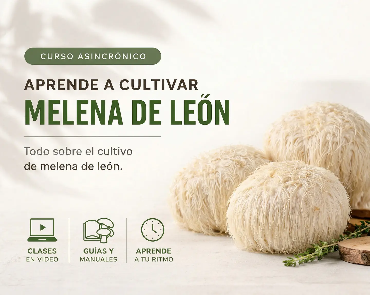 Curso Cultivo Hongo Melena de León (Asincrónico - Grabado) 1