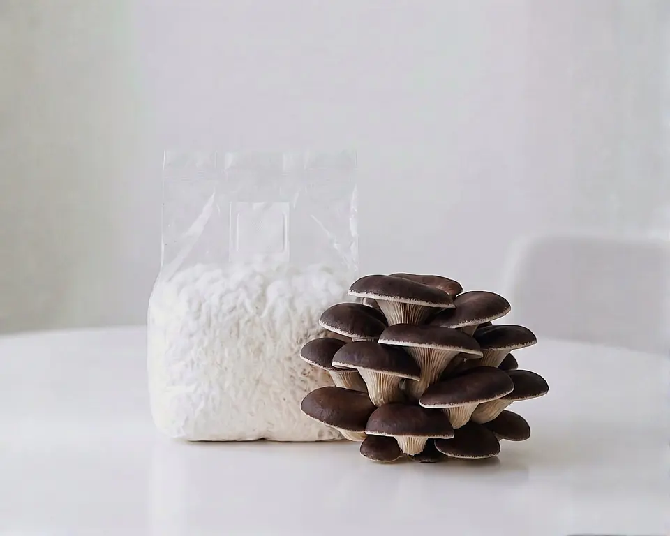 Micelio Hongo Ostra Perla Negra (Pleurotus Ostreatus var. Black Pearl) 2