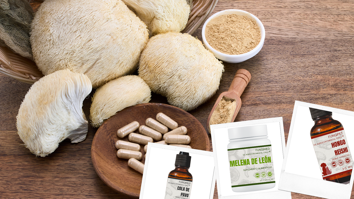 Salud y Bienestar Fungi