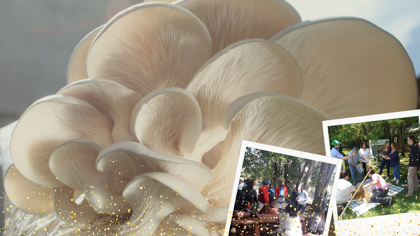 Capacitaciones y Asesorías