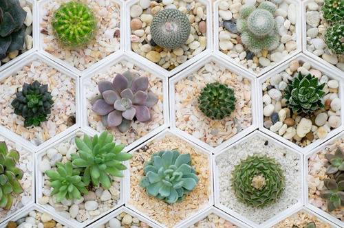 Sustrato Especial para Cactus y Suculentas x 1kg | Drenaje Perfecto - Agrosamario 3