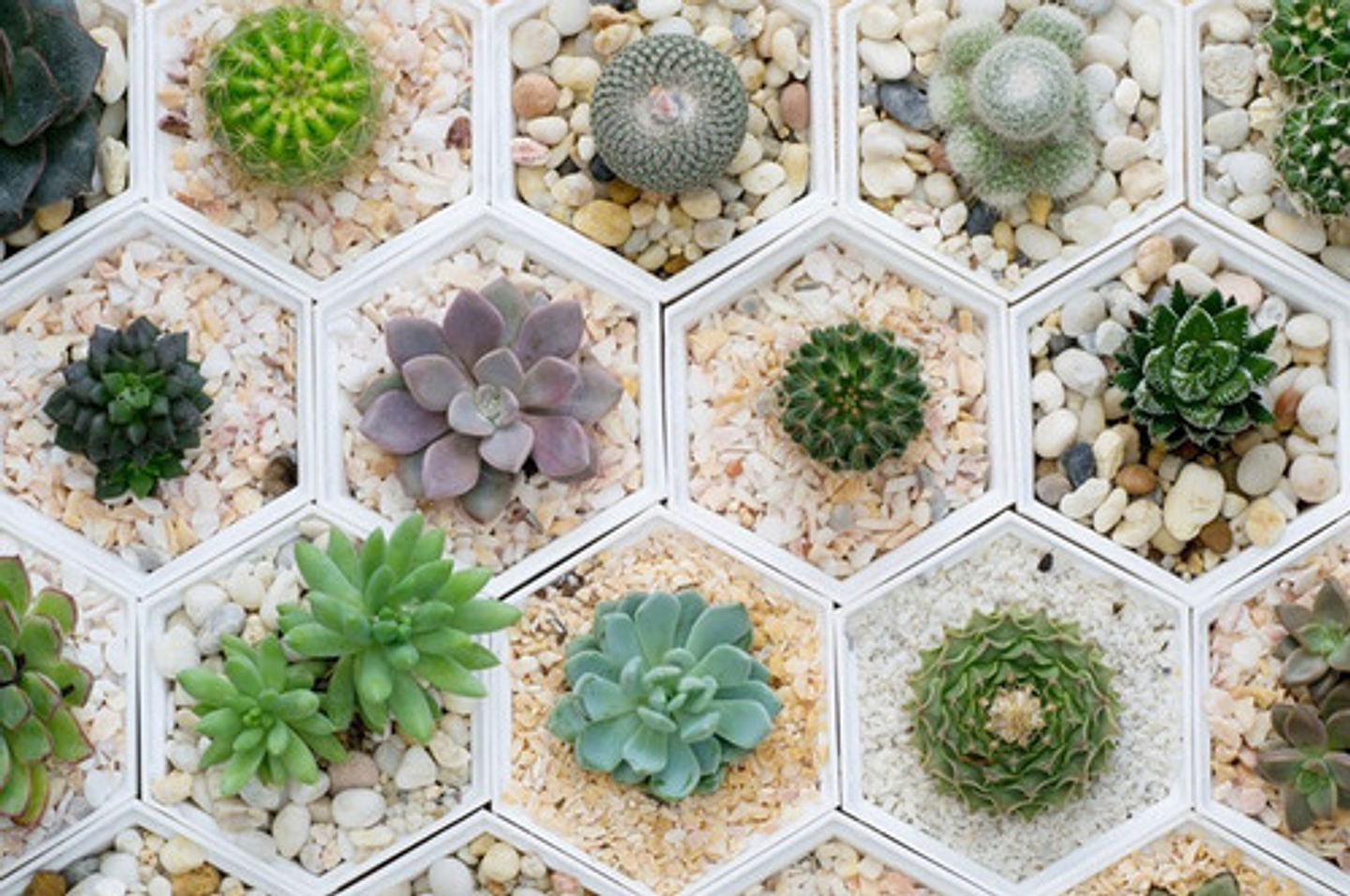 Sustrato Premier Para Cactus Suculentas Palmas Cítricos 1kg Jardinería 3