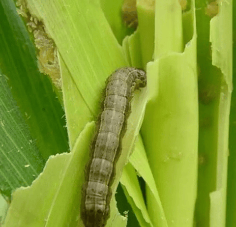 Deltametrina Insectos 250gr