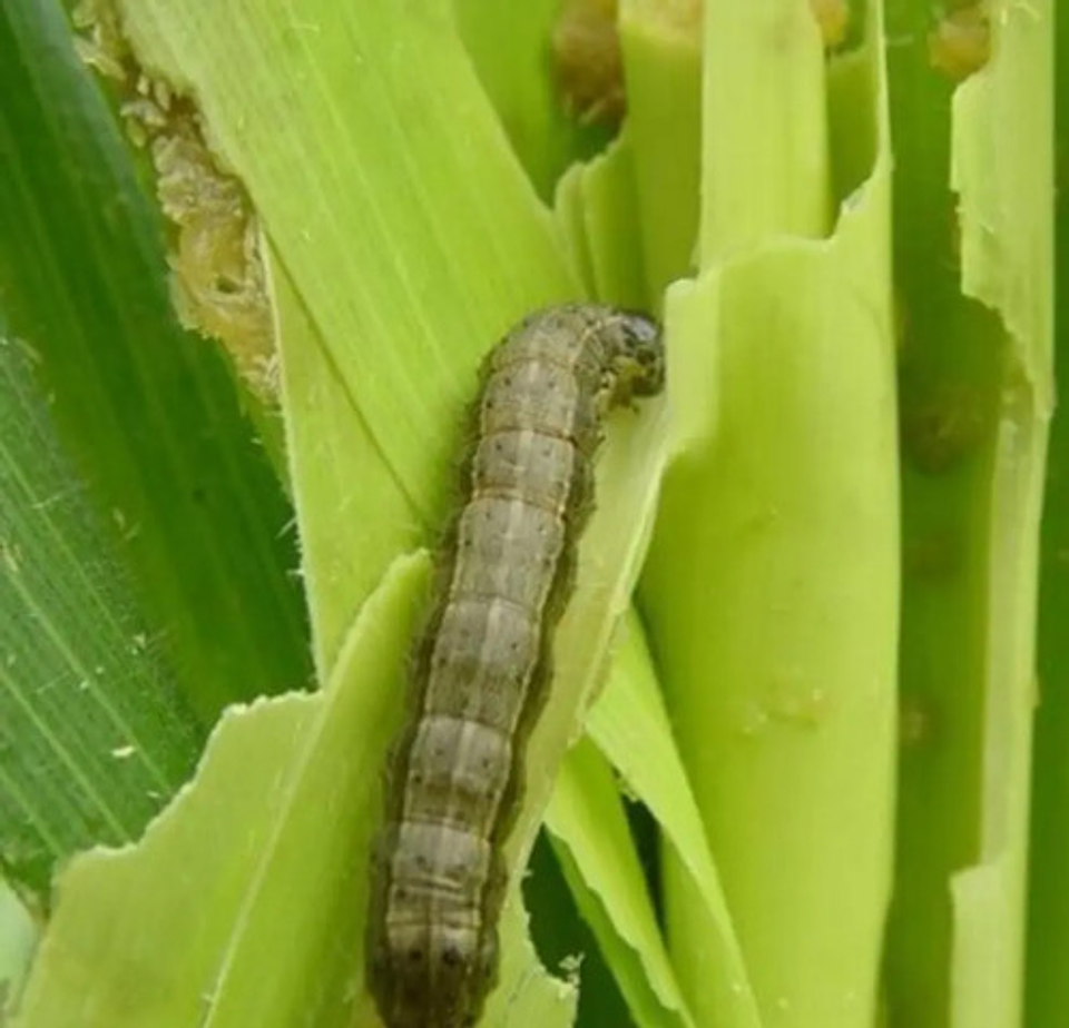 Deltametrina Insectos 250gr 2