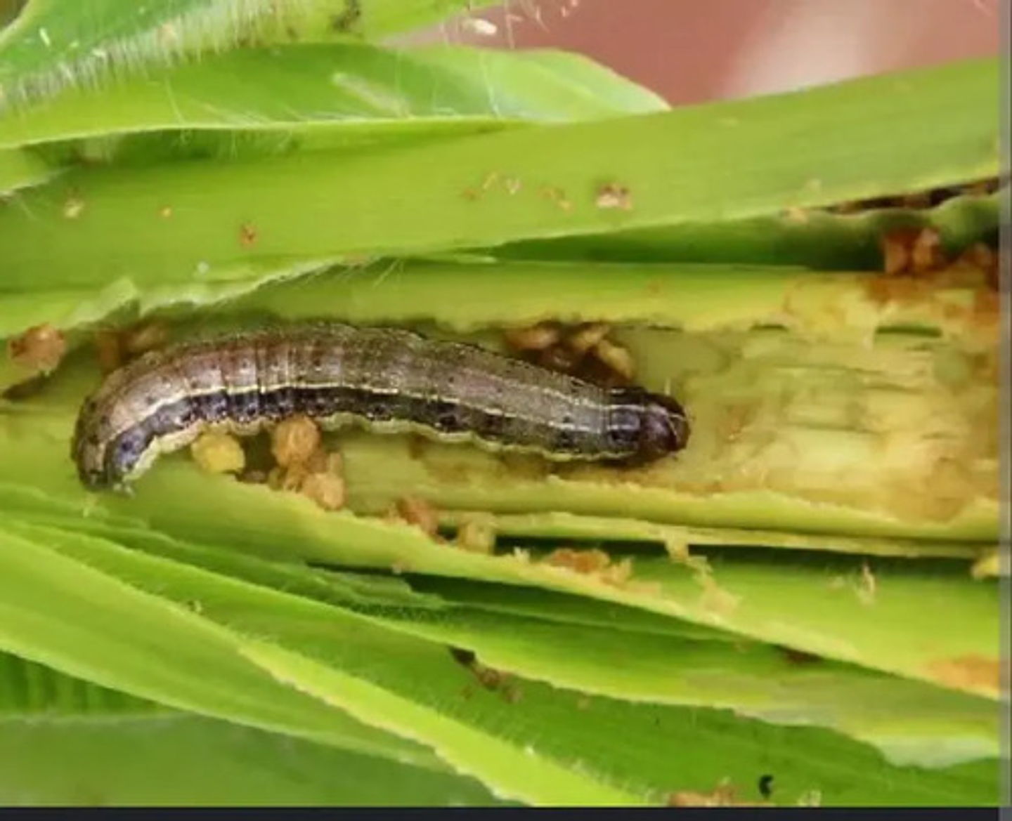 Deltametrina Insectos 250gr 4