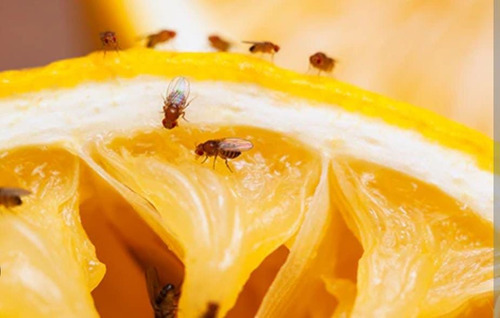 Deltapoint (Deltametrina) x  250 gr- 1 Kilo -  Insecticida de Control Total | Agrosamario 6