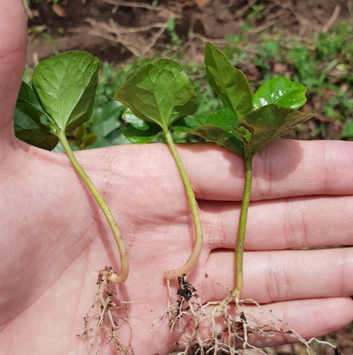 Fungicida Mertec 500 SC Syngenta x 100ml   - Litro - Agrosamario 5