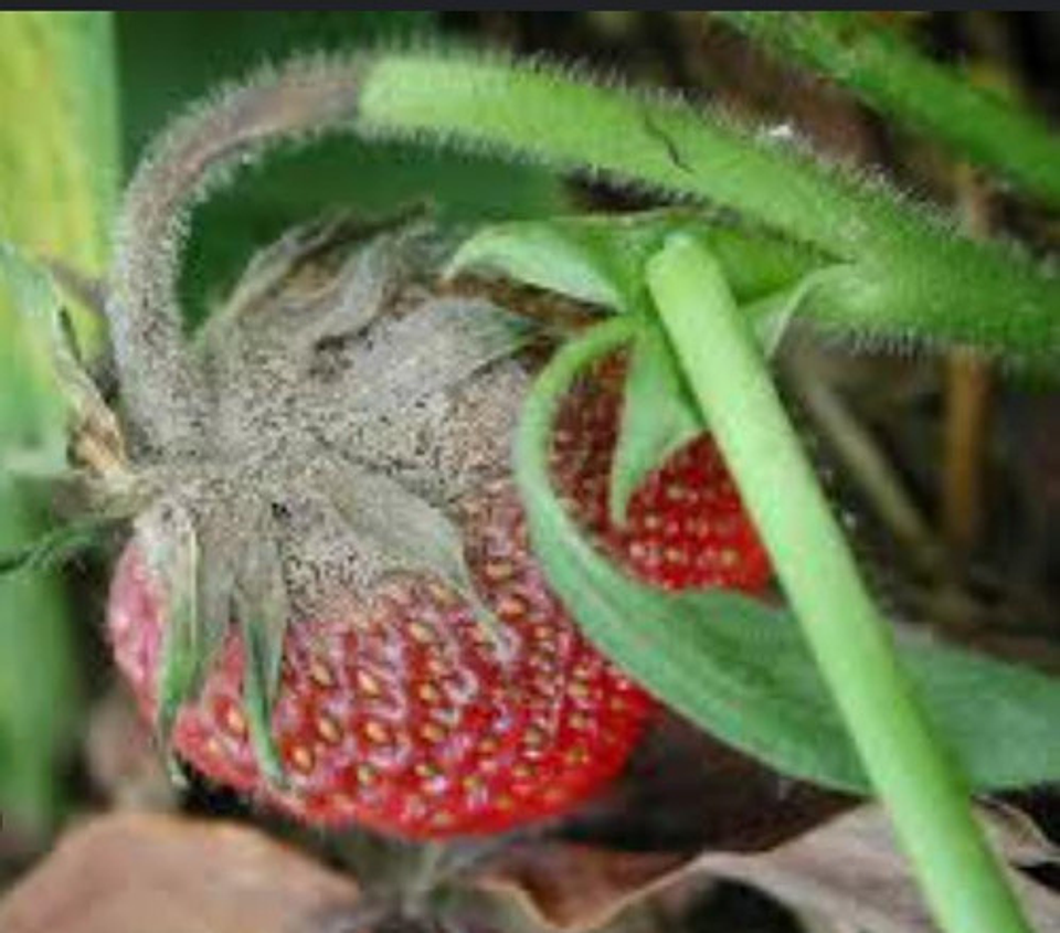 Mertec 500sc Hongos Agricultura Syngenta 6