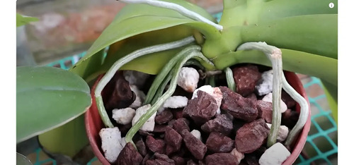 Sustrato Especial para Orquídeas (Grano Grueso) x 5 Lts / 1.3kg | Agrosamario 3