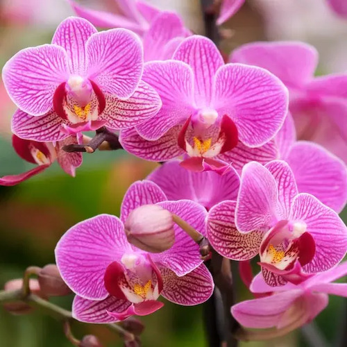 Sustrato Especial para Orquídeas (Grano Grueso) x 5 Lts / 1.3kg | Agrosamario 4
