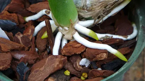 Sustrato Especial para Orquídeas (Grano Grueso) x 5 Lts / 1.3kg | Agrosamario 5