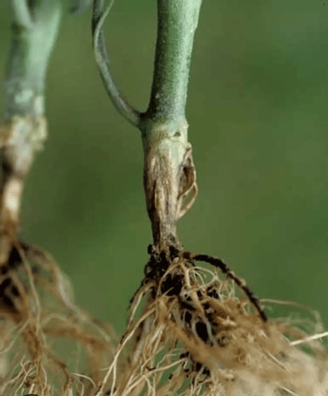 Vitavax 300  Adama Control Hongos Agricola Frutales