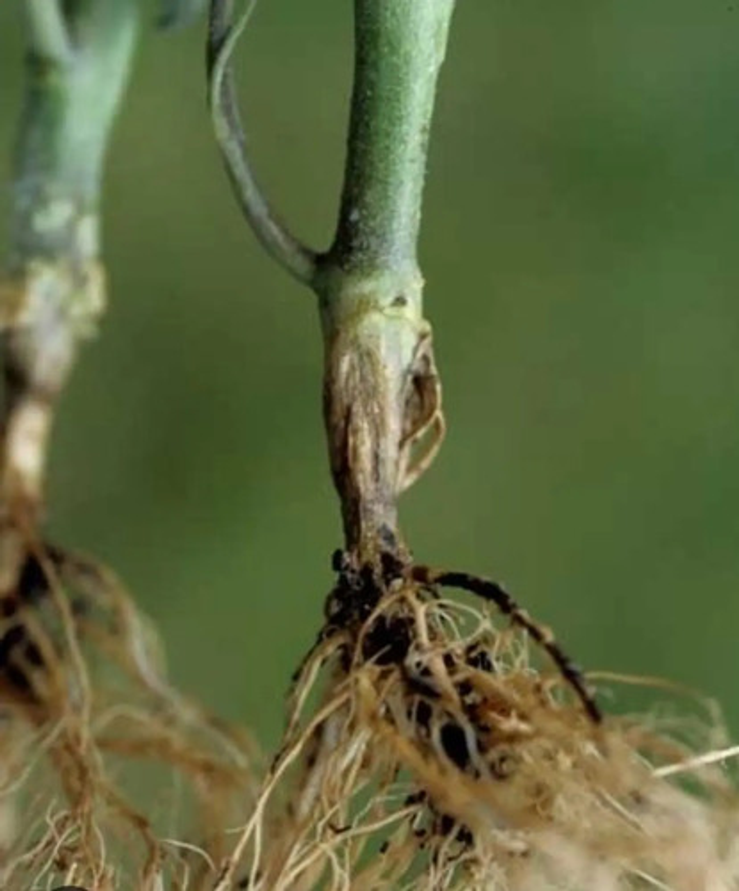 Vitavax 300  Adama Control Hongos Agricola Frutales 2