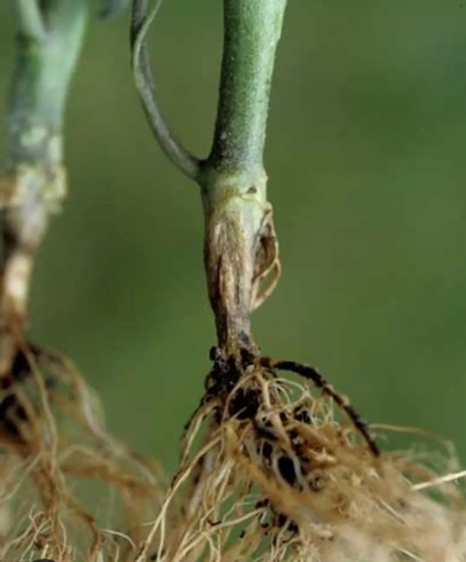 Vitavax 300  Adama Control Hongos Agricola Frutales 2