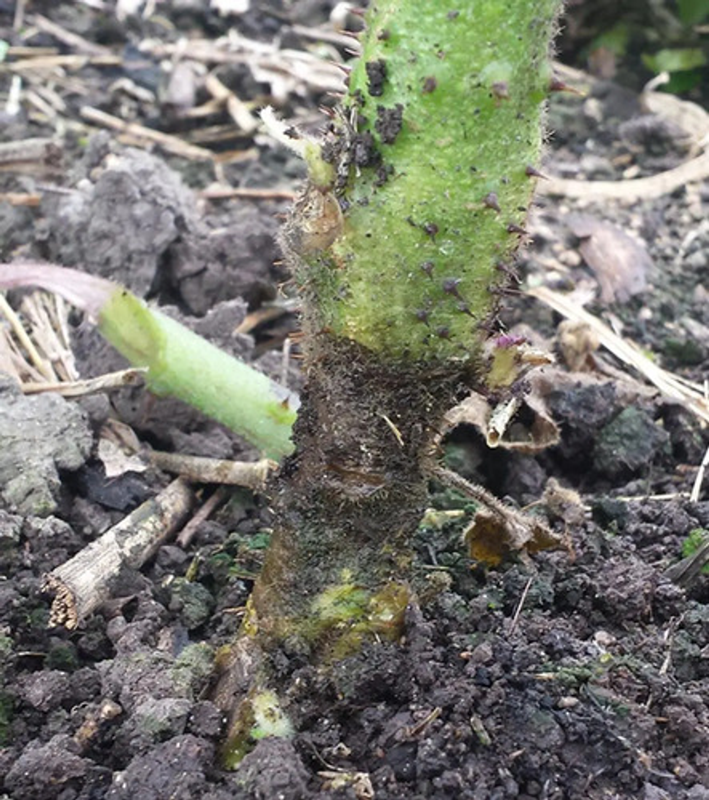 Vitavax 300  Adama Control Hongos Agricola Frutales 3