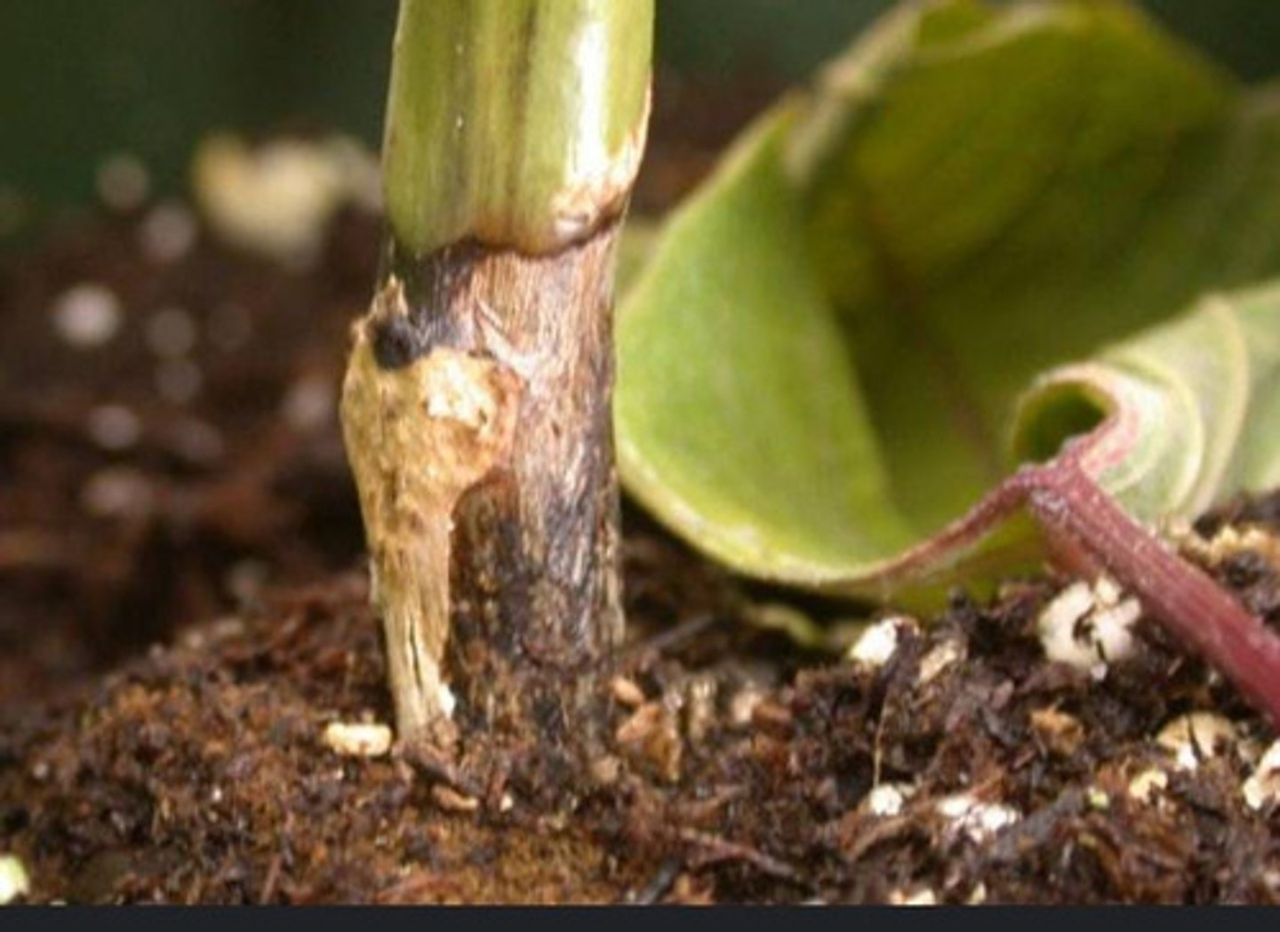 Vitavax 300  Adama Control Hongos Agricola Frutales 4