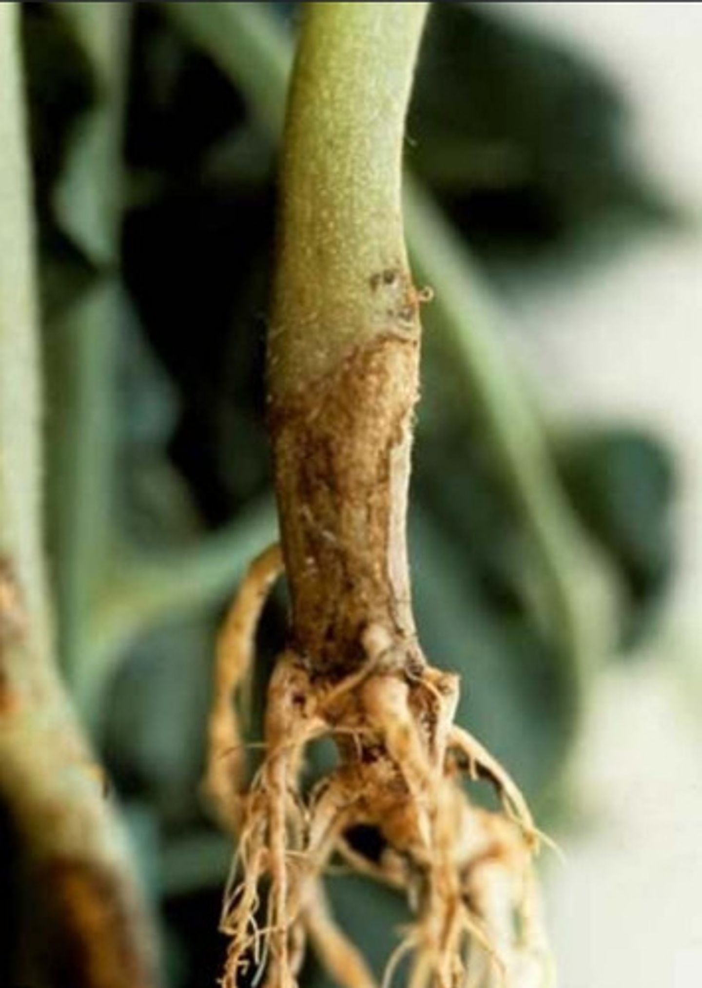 Vitavax 300  Adama Control Hongos Agricola Frutales 5