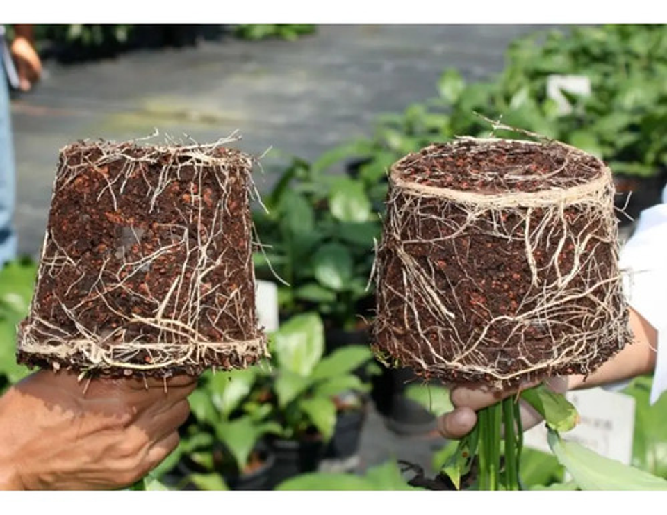 Micorriza Safer   X Bulto 50 Kg 3