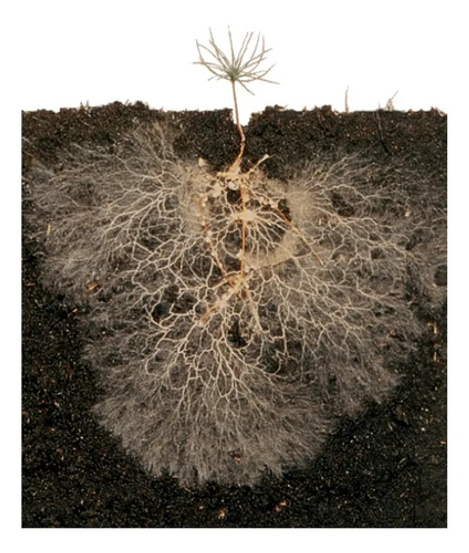 Micorriza Safer   X Bulto 50 Kg 4