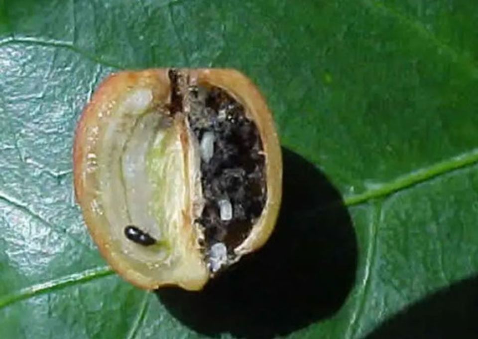 Incipio  X Litro  Broca Araña Frutales. 3