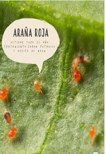 Incipio  X Litro  Broca Araña Frutales. 4