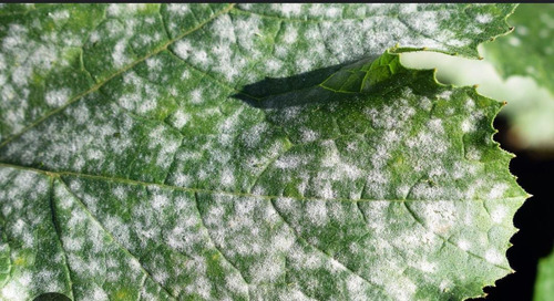 Fungicida-Acaricida Elosal Azufre 720 SC x 1 Litro- 5 Litros Bayer  - Agrosamario 4