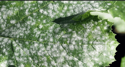 Elosal Azufre 720  Para Control De Hongos X Litro