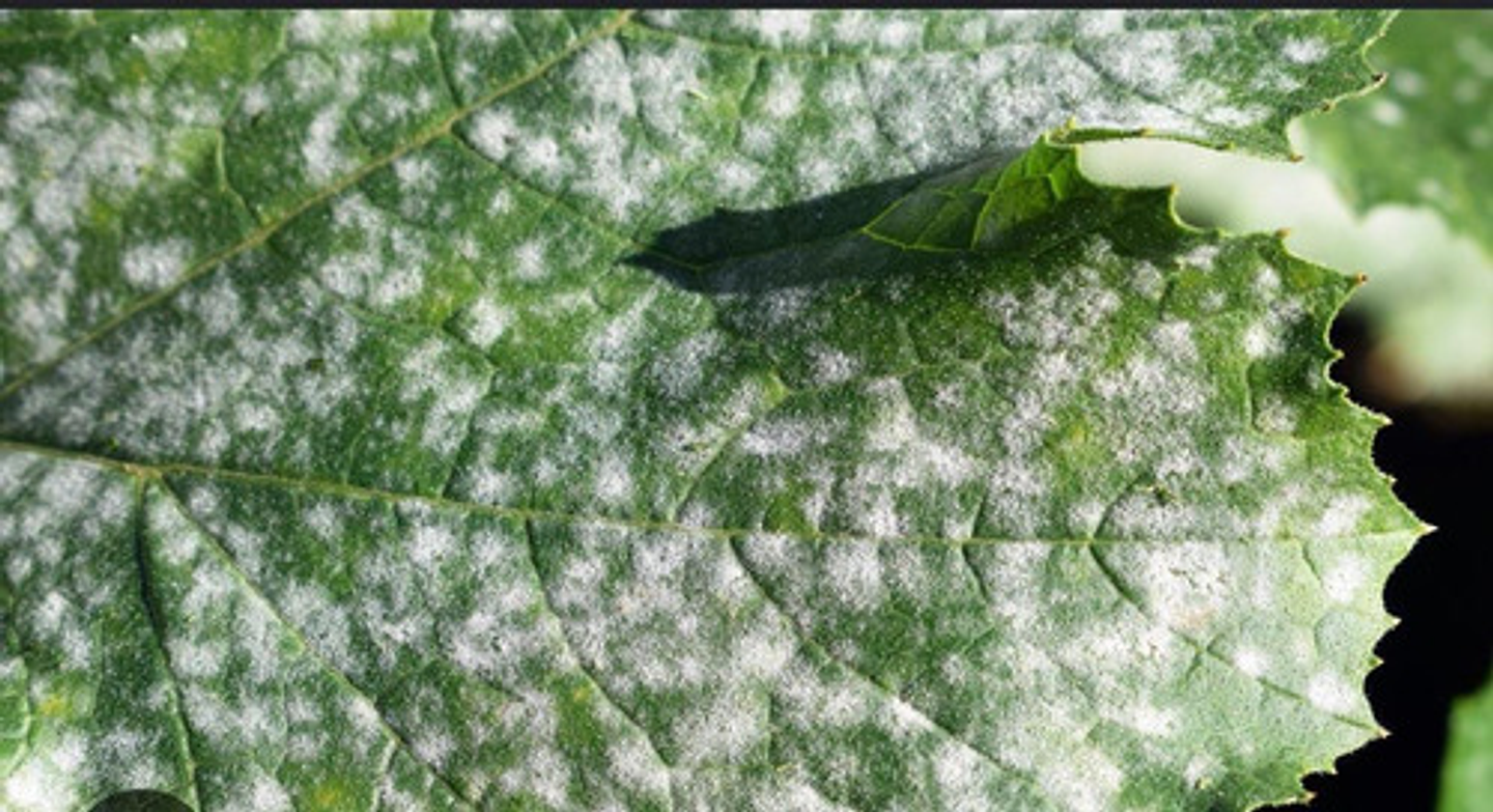 Elosal Azufre 720  Para Control De Hongos X Litro 2