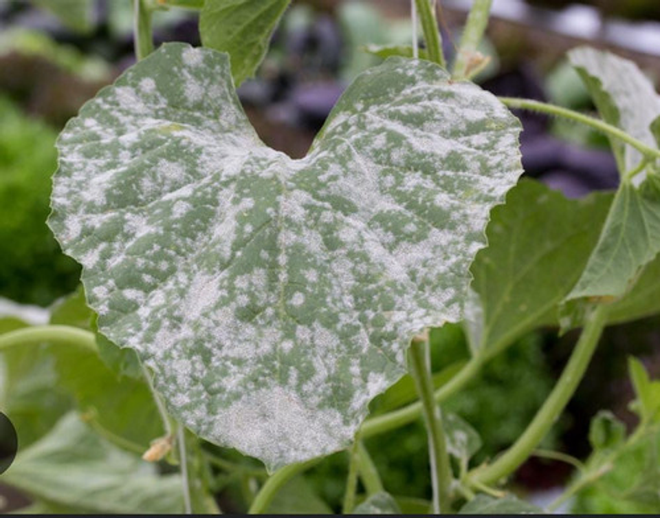 Elosal Azufre 720  Para Control De Hongos X Litro 4