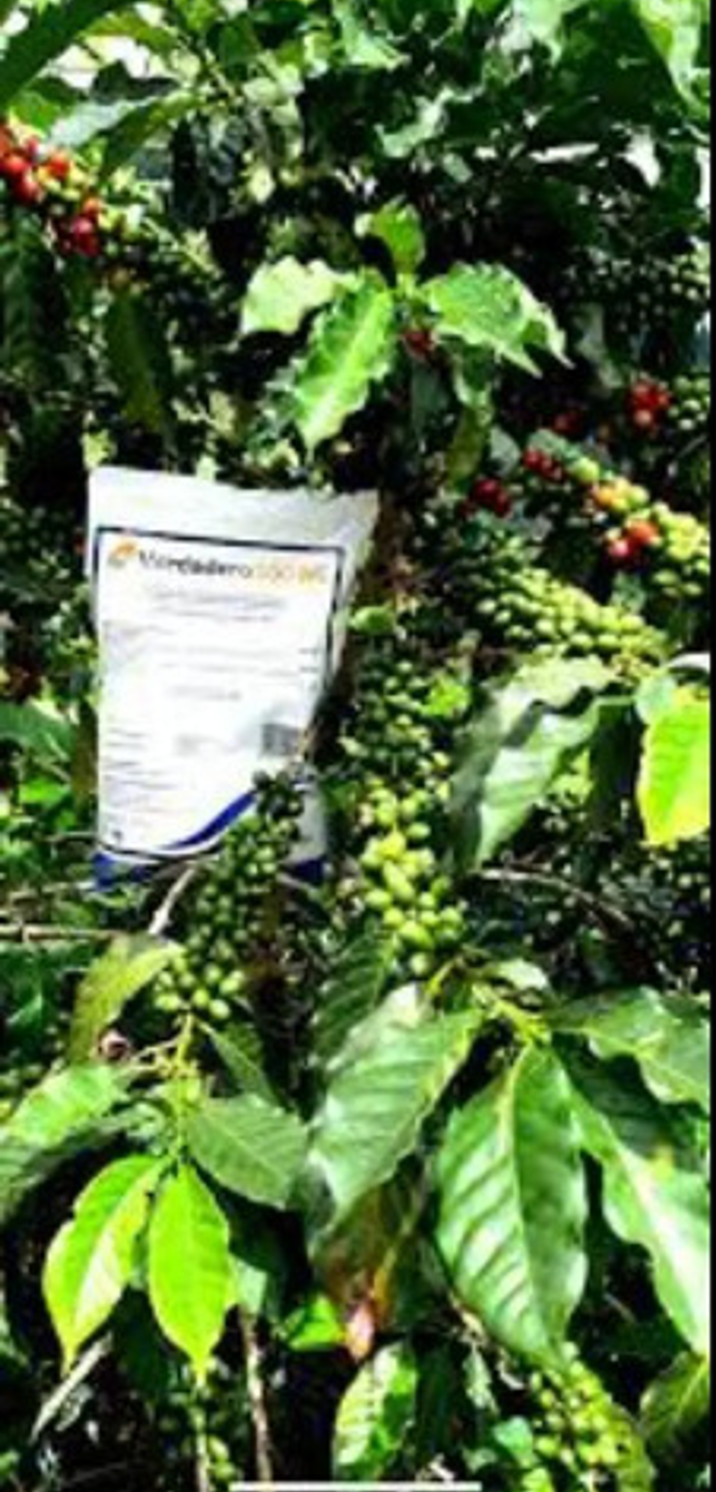 Verdadero  Sobre X 50g Syngenta 5