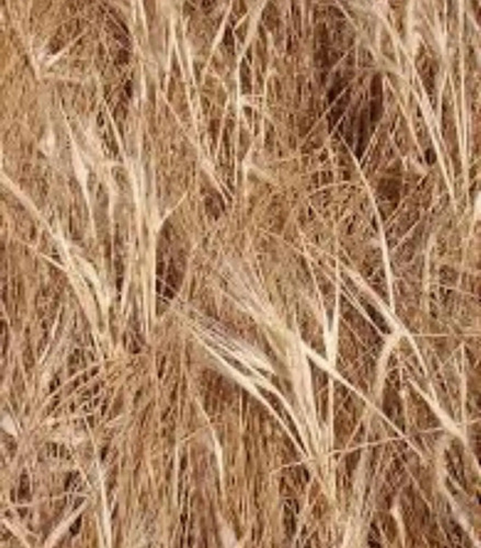 Control Malezas X Litro Glifocafe 480 4