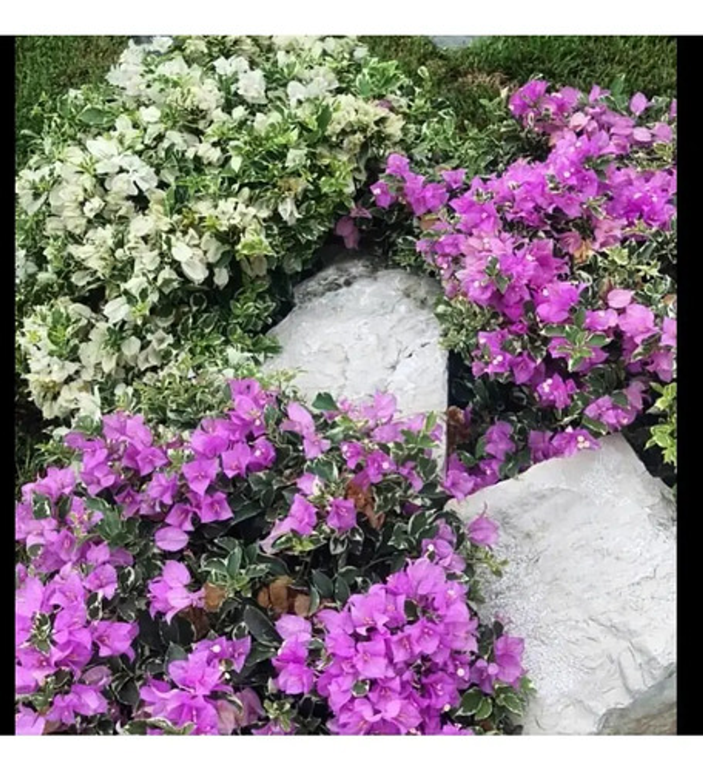 Fertilizante Urea X 1kg Granel 5