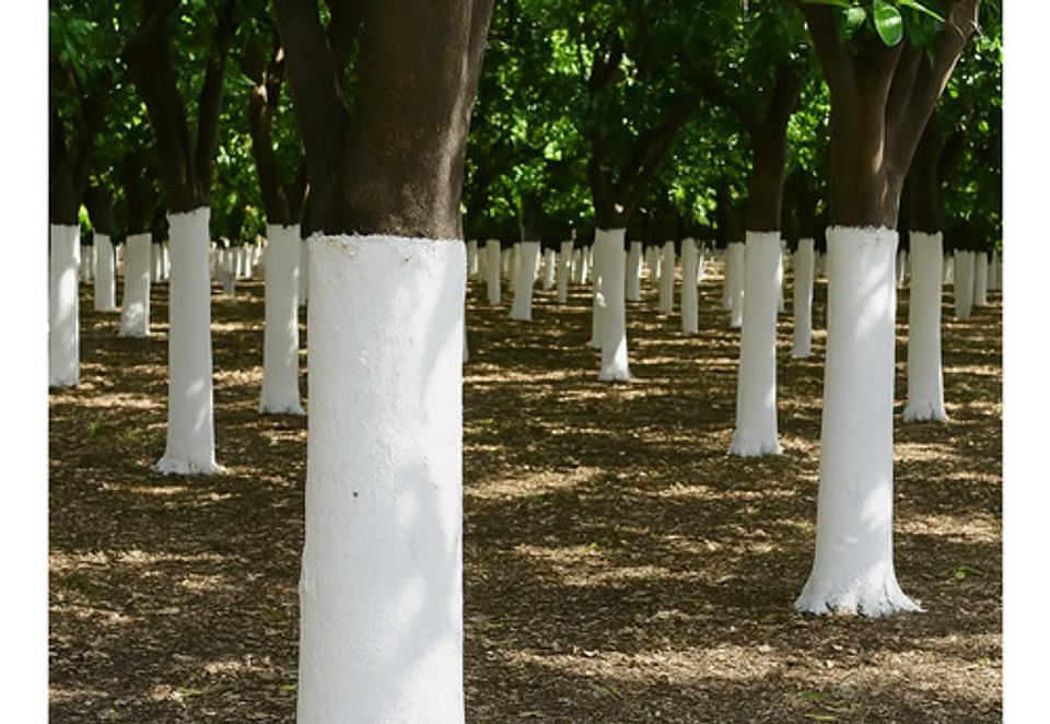 Cal Extra Hidratada Para Pintar Exteriores X 10 Kilos 5