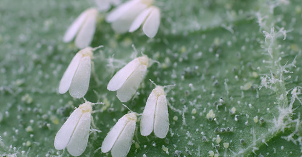 Control Plaga Organico  Alisin Ajo Y Aji X 250 Ml 2