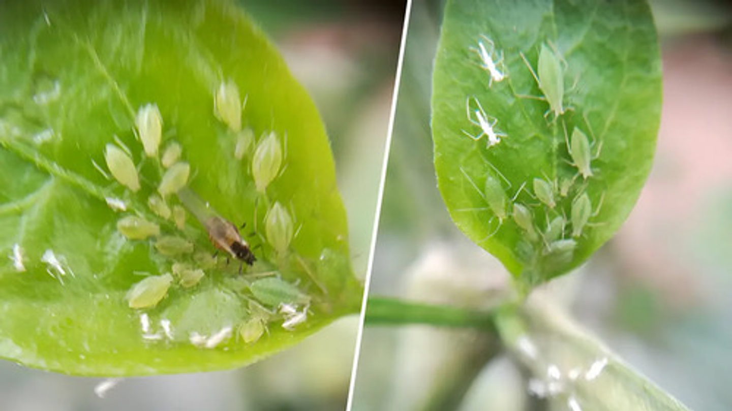 Control Plaga Organico  Alisin Ajo Y Aji X 250 Ml 3