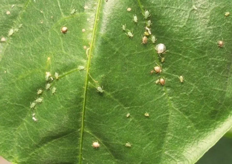 Control Plaga Organico  Alisin Ajo Y Aji X 250 Ml 4