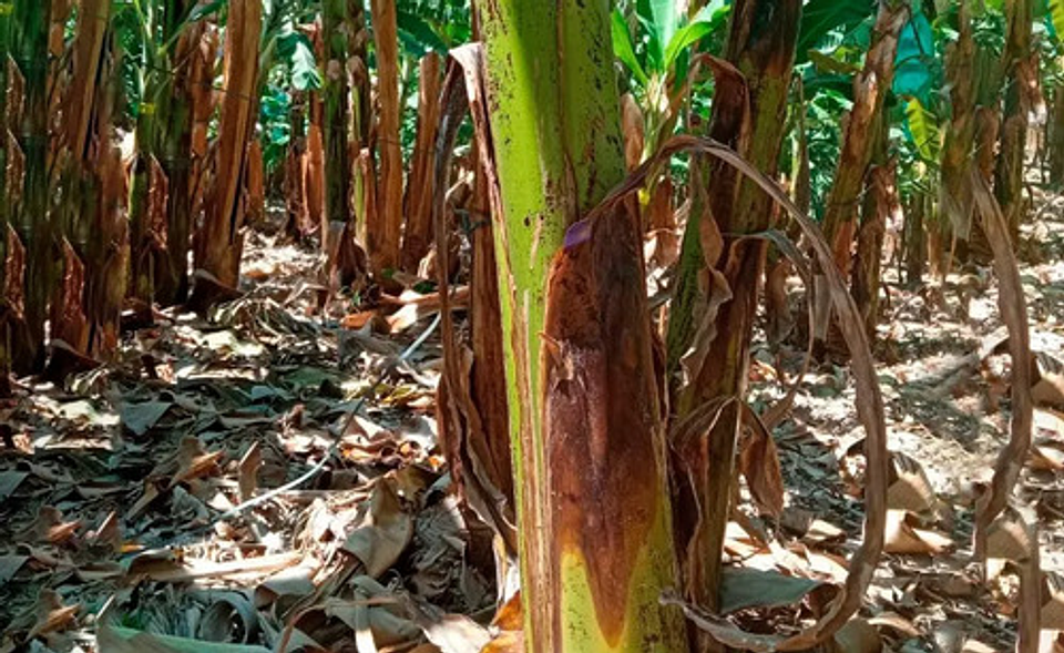 Desinfectante Orgánico Green Agro 40 - 250 Ml 3