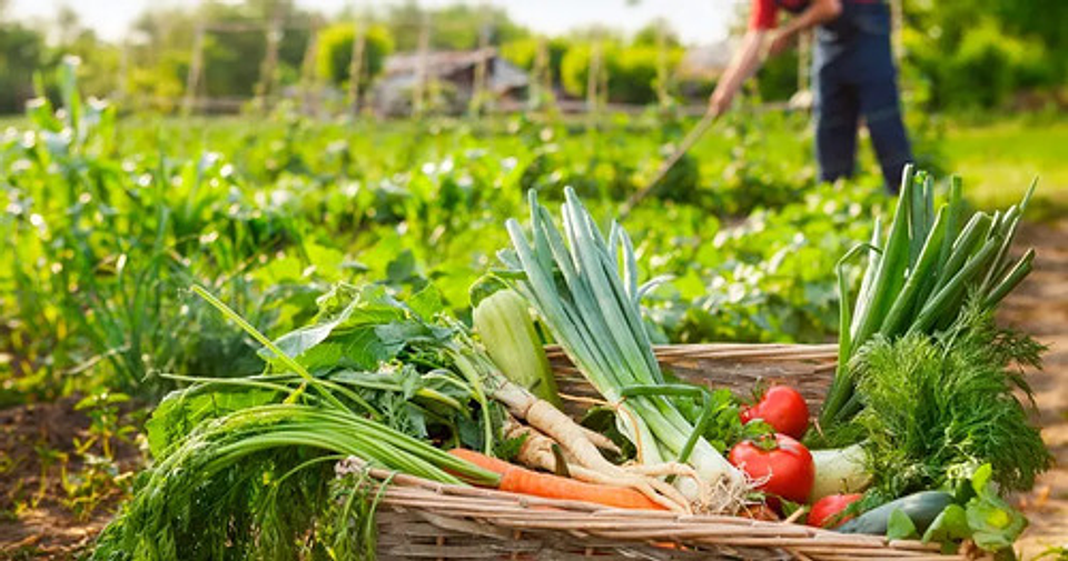 Acondicionador De Suelo Terramia Líquido  New Soil  X Litro 3