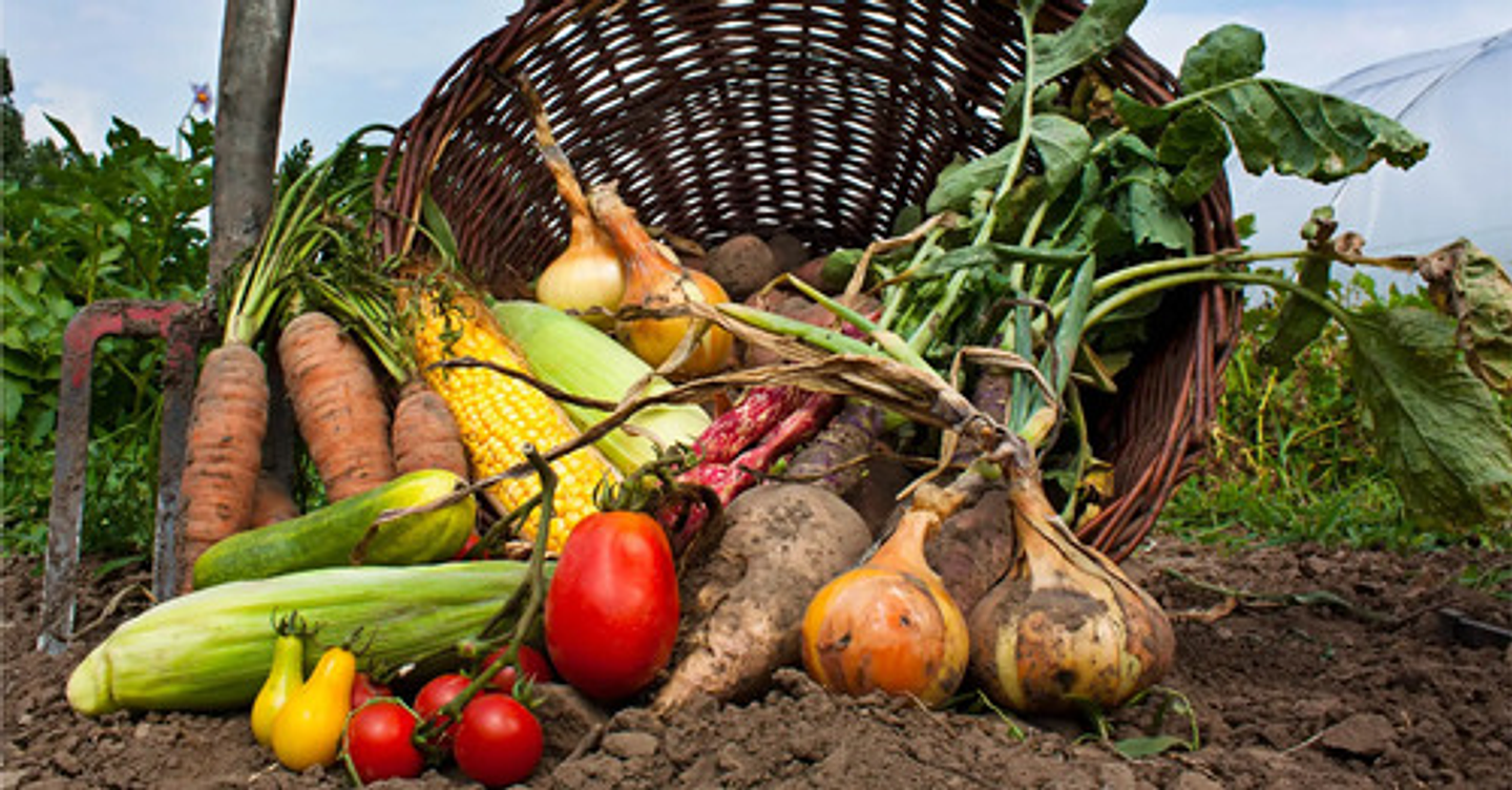 Acondicionador De Suelo Terramia Líquido  New Soil  X Litro 4