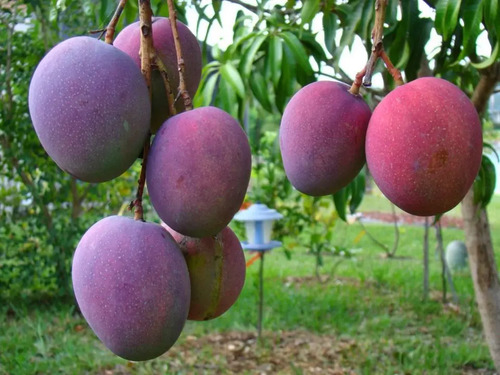 Acondicionador de Suelo Terramia Líquido New Soil | 1L -4L 20L | Agrosamario 6