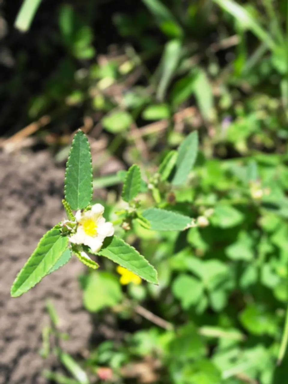 Metsulfuron Cronos 60 WG (Sobre x 20gr - 1 Kilo ) - Control de Malezas | Agrosamario 2