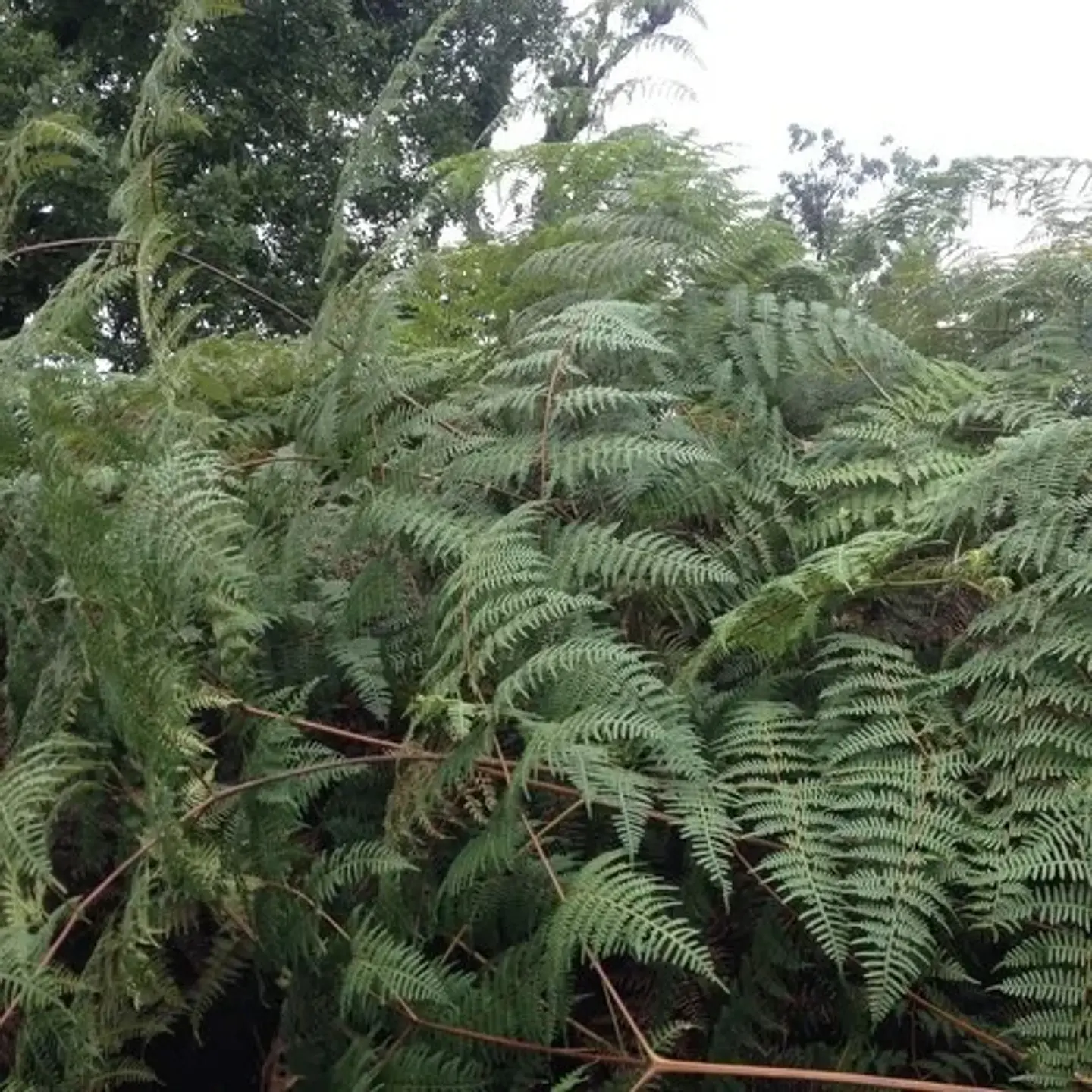 Metsulfuron Cronos 60 WG (Sobre x 20gr - 1 Kilo ) - Control de Malezas | Agrosamario 3