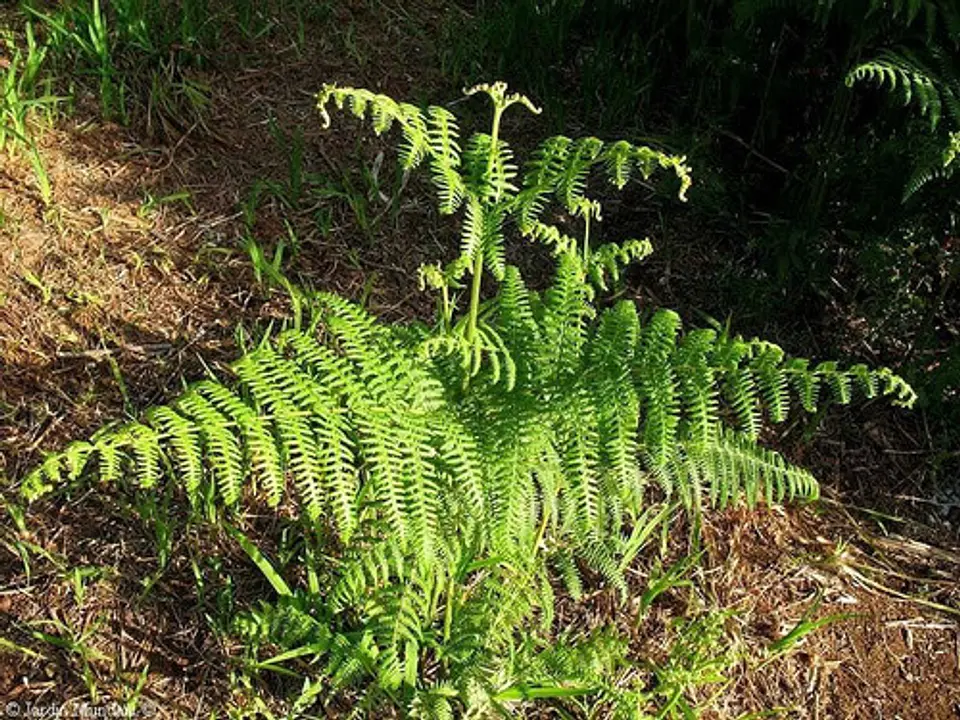 Metsulfuron Cronos 60 WG (Sobre x 20gr - 1 Kilo ) - Control de Malezas | Agrosamario 4