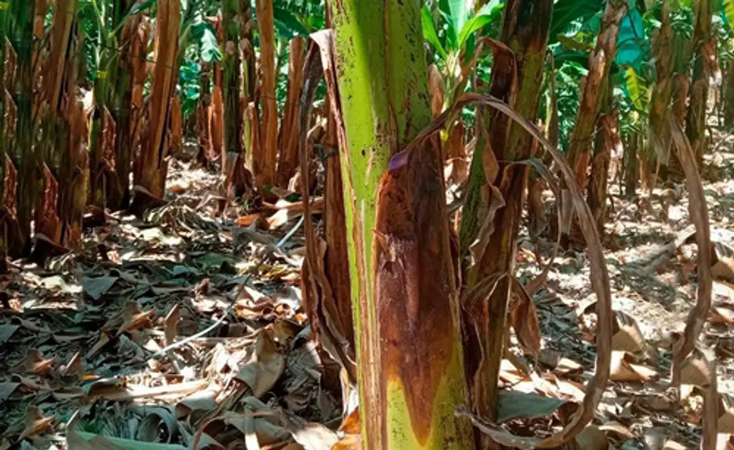 Desinfectante Orgánico Green Agro 1 Litro - Fungicida Natural Agrosamario 3